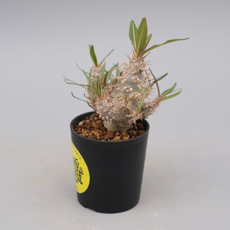 パキポディウム カクチペス 実生株 023 Pachypodium cactipes | Su