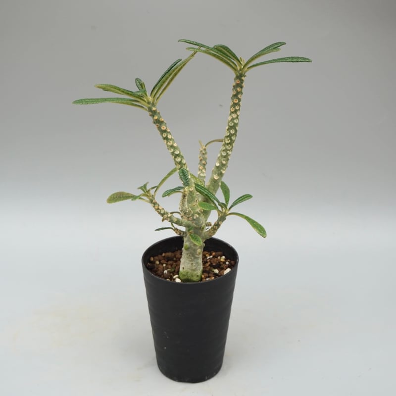 ドルステニア ギガス033 Dorstenia gigas | Sunny Branch