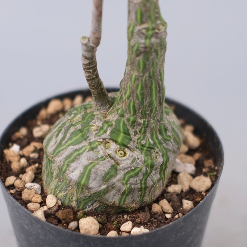 まんまる型 プセウド ボンバックス 063 Pseudobombax ellipticum |