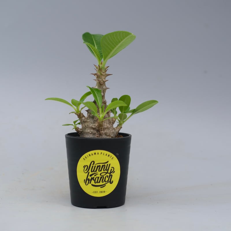 国内実生株　パキポディウム ウィンゾリー　② パキポディウム ウィンゾリー 実生株 053 Pachypodium windsorii