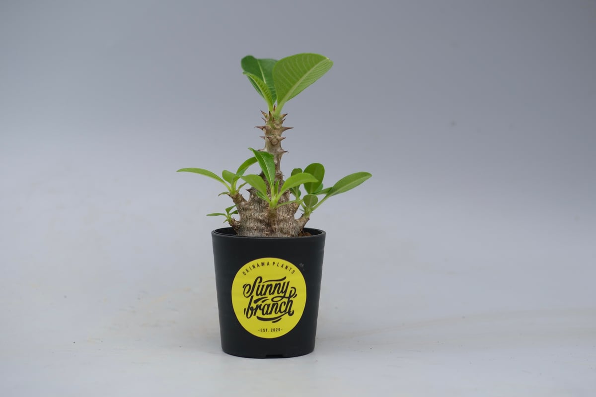 パキポディウム ウィンゾリー 実生株 053 Pachypodium windsorii |