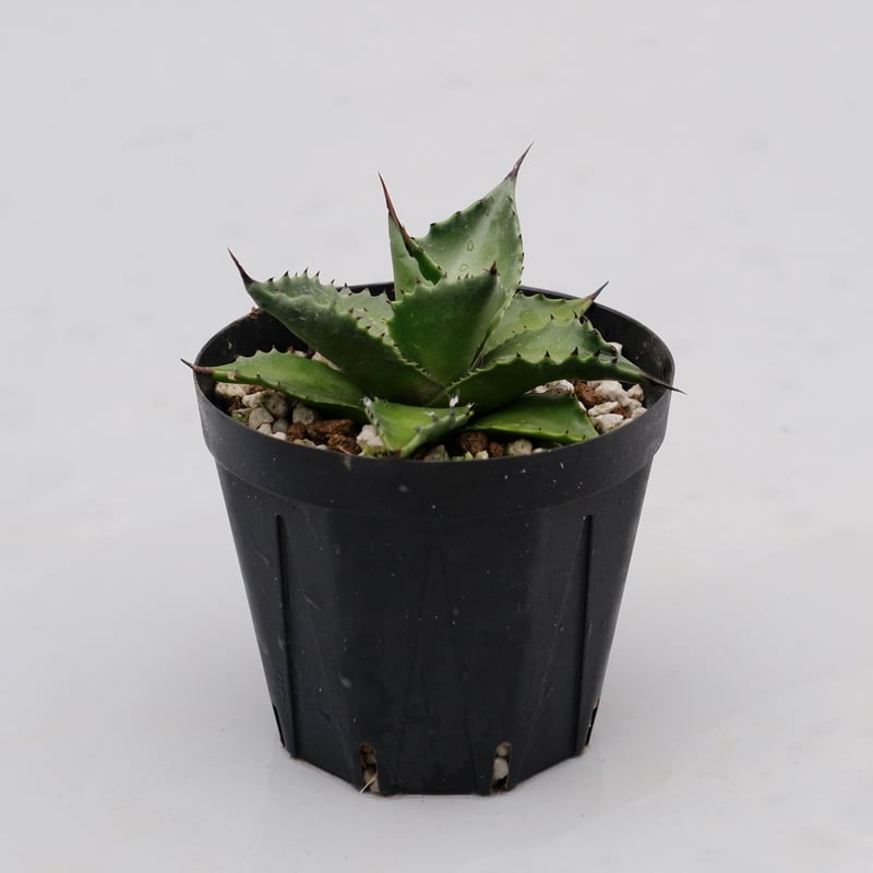 アガベ サロモニー・アガベ マグニフィカ 002 Agave salomonii Agave