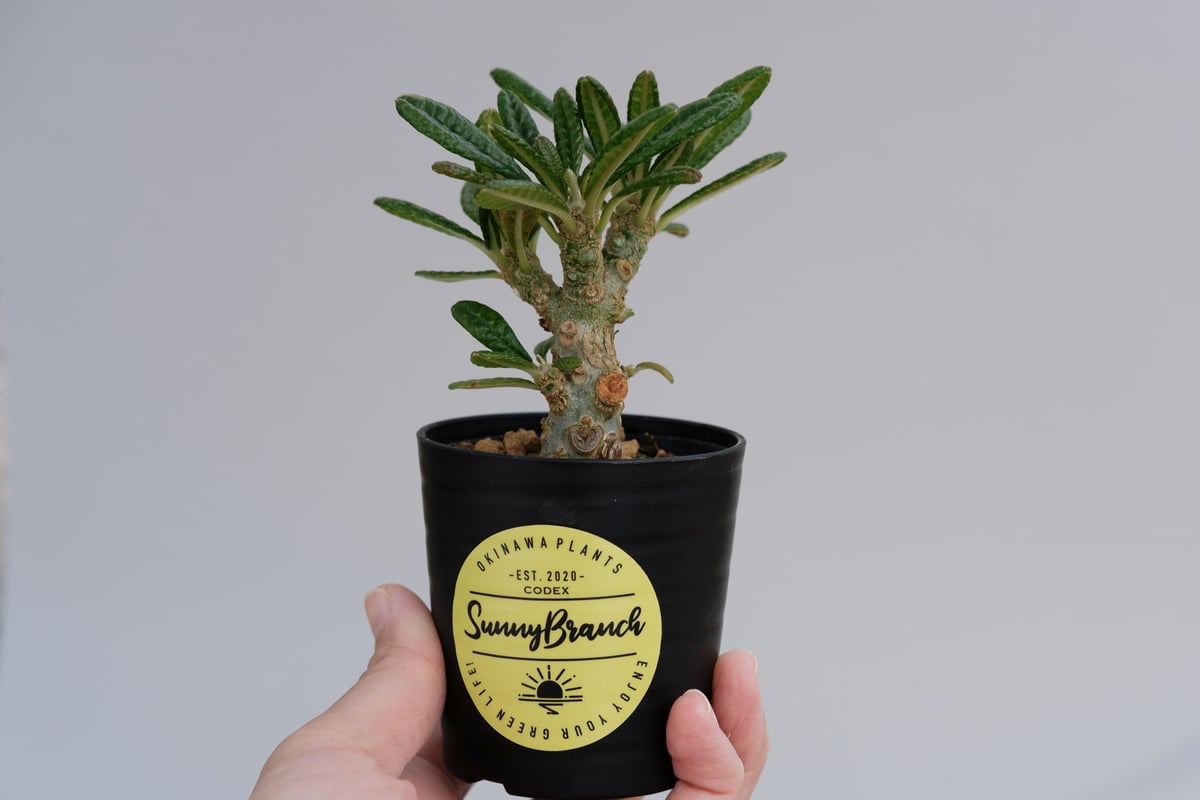ドルステニア ギガス006 Dorstenia gigas | Sunny Branch