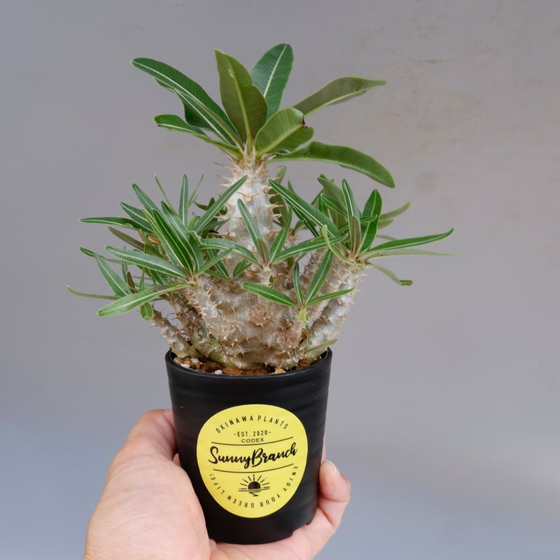 パキポディウム カクチペス 実生株 016 Pachypodium cactipes | Su