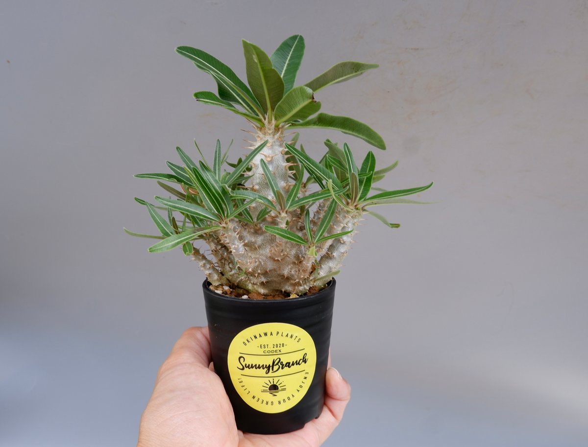 パキポディウム カクチペス 実生株 016 Pachypodium cactipes | Su