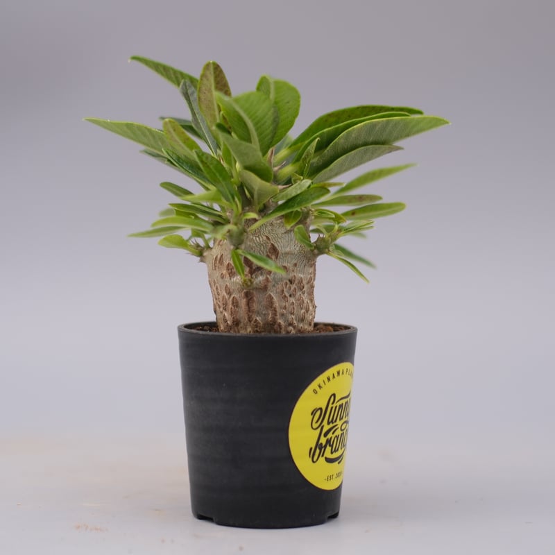 パキポディウム ウィンゾリー 実生株 100 Pachypodium windsorii |