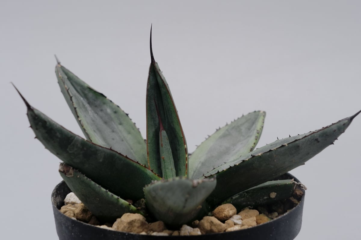 アガベ シャークバイト003 Agave Sharkbite | Sunny Branch