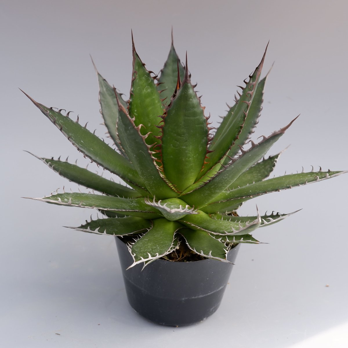 アガベホリダ極上株　Agave horrida No.AHRD019 アガベ ホリダ 036 Agave horrida 強棘 | Sunny Branch