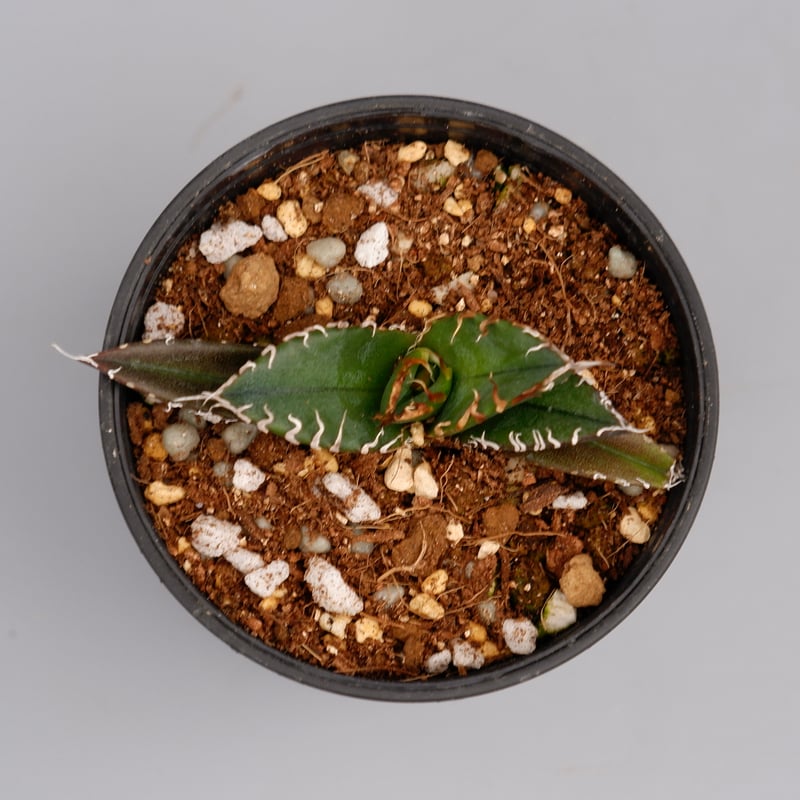 アガベ チタノタ シーザー Agave titanota caesar 053 | Sunny