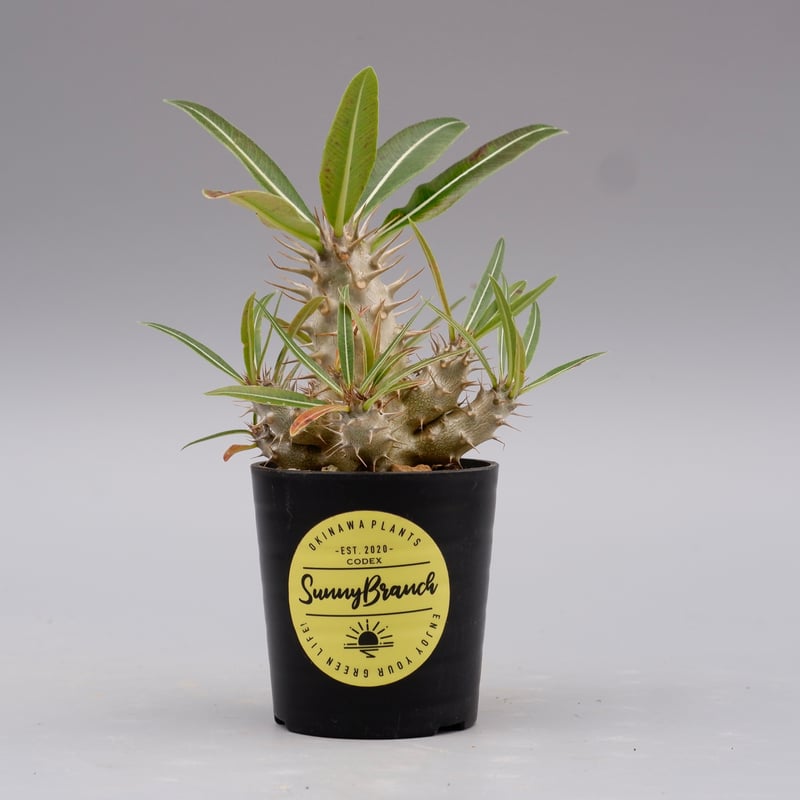 パキポディウム カクチペス 実生株 017 Pachypodium cactipes | Su