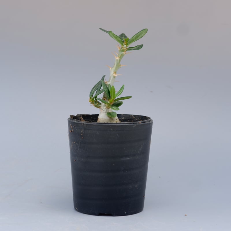 パキポディウム ビスピノーサム Pachypodium bispinosum 003 | Su