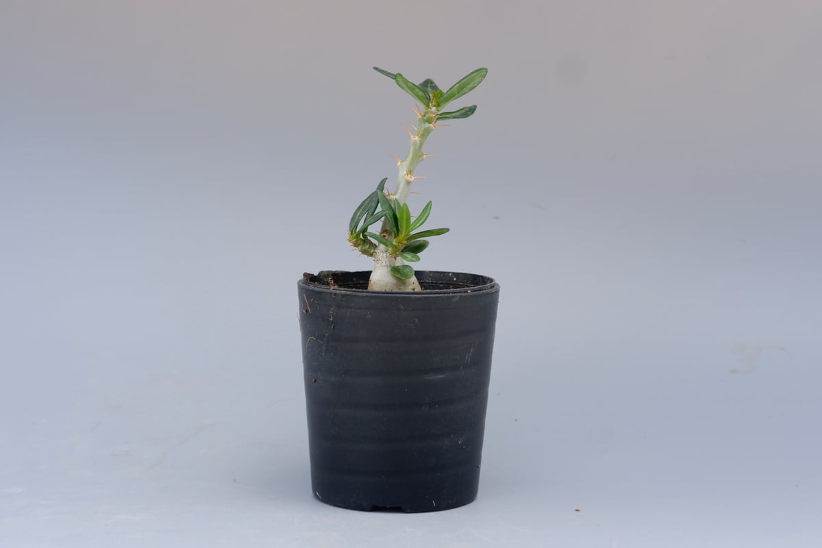 パキポディウム ビスピノーサム Pachypodium bispinosum 003 | Su