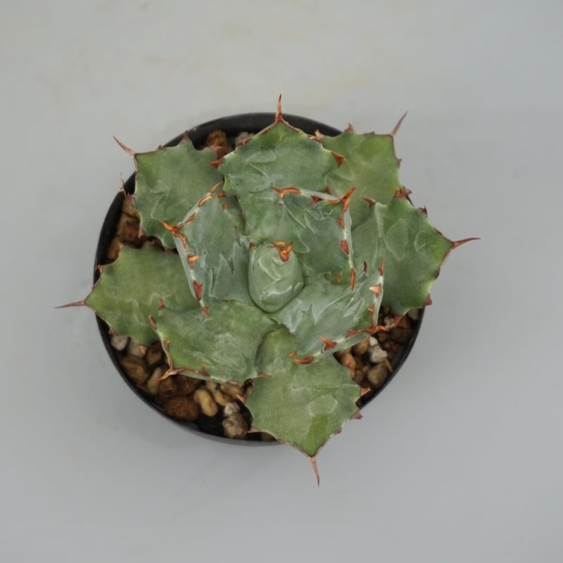 アガベ イシスメンシス 蝦蟹 Agave isthmensis | Sunny Branch