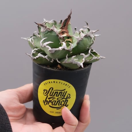 アガベシーザー | STORES