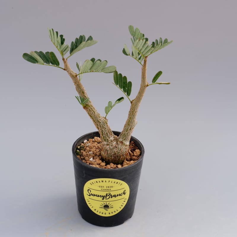 Senna Meridionalis　実生 Senna meridionalis【センナ・メリディオナリス・実生