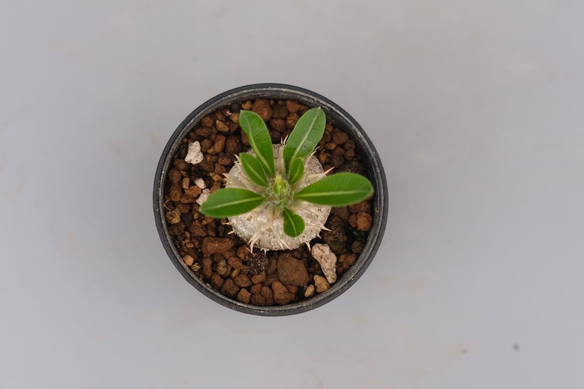 パキポディウム エニグマチカム 実生株 Pachypodium enigmaticum 004