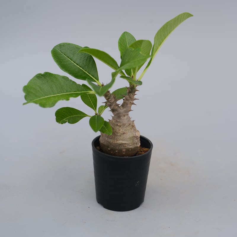 パキポディウム ウィンゾリー 実生株 072 Pachypodium windsorii |