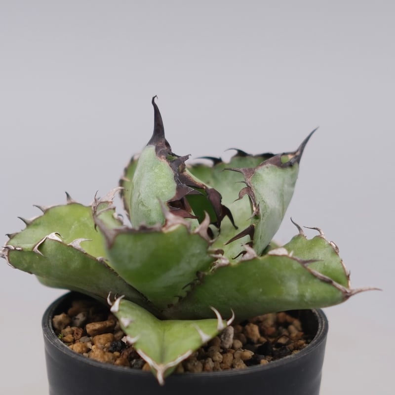 アガベ チタノタ ブラックアンドブルー Agave titanota BB 103 | Sun