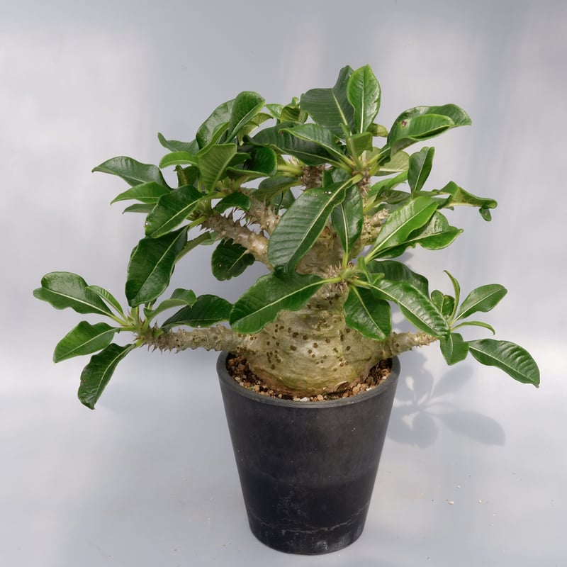 パキポディウム ウィンゾリー 実生 21 パキポディウム・ウィンゾリー実生記録②(Pachypodium Windsorii