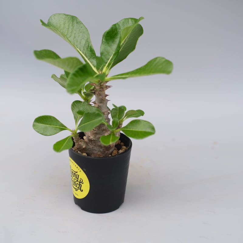 パキポディウム ウィンゾリー 実生株 059 Pachypodium windsorii