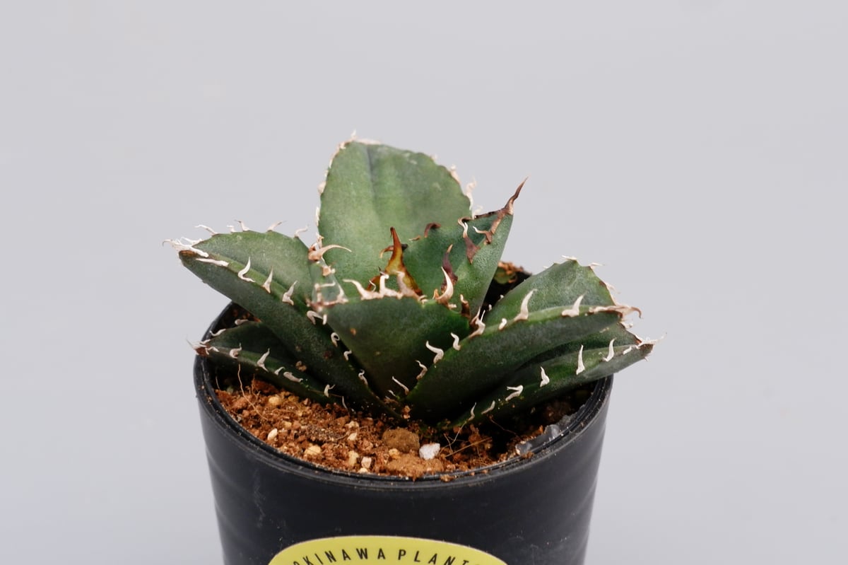 アガベ チタノタ 白鯨 Agave titanota white whale 140 | Su