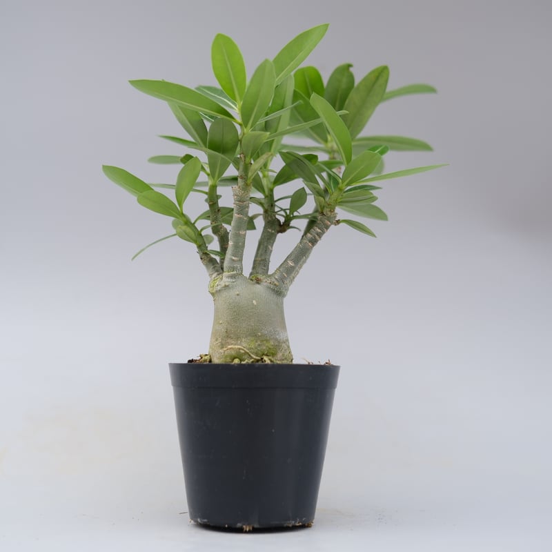アデニウム ソマレンセ 実生株 Adenium somalense 007 | Sunny B