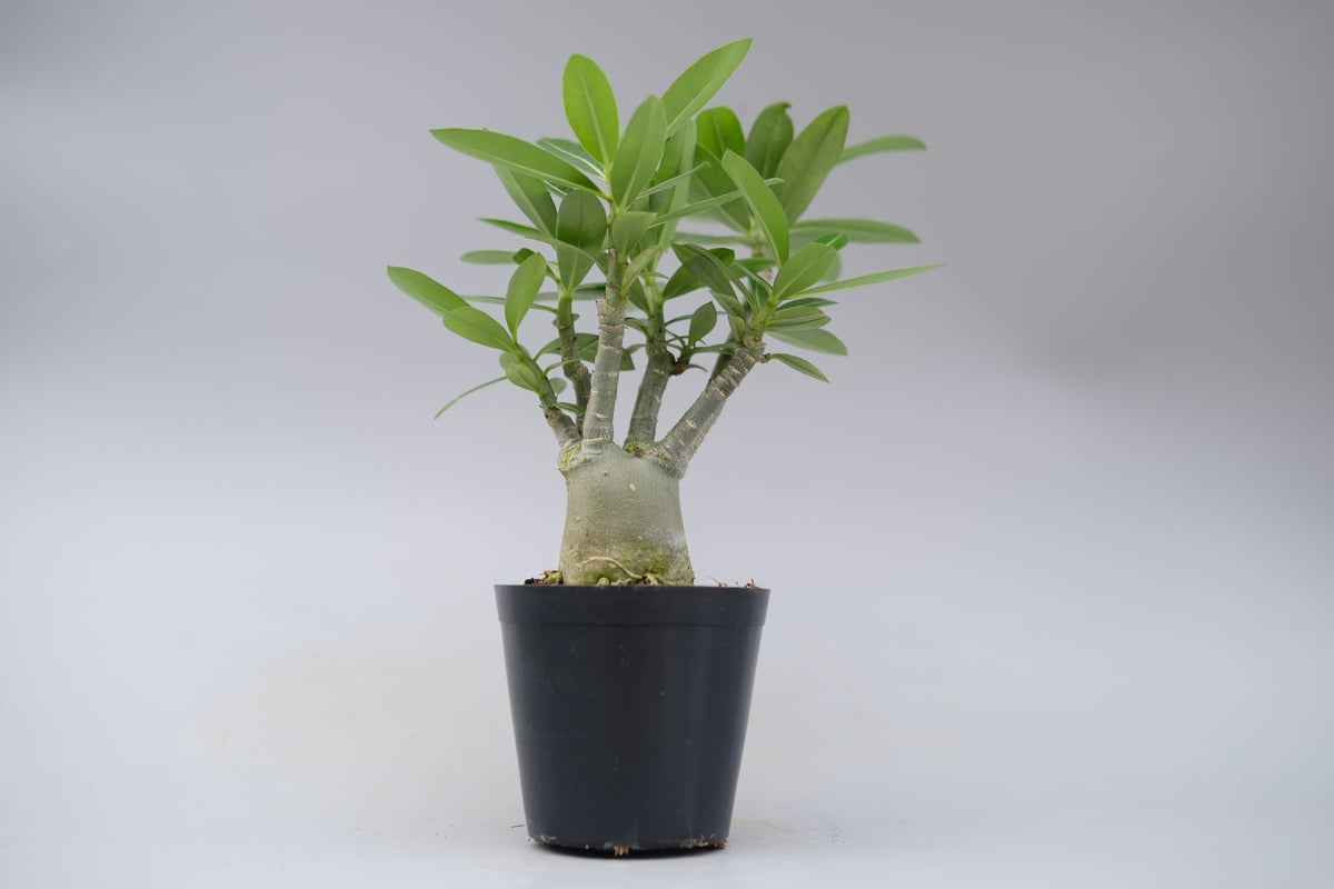アデニウム ソマレンセ 実生株 Adenium somalense 007 | Sunny B