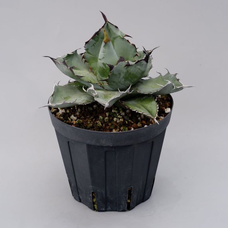 アガベ チタノタ ブラックアンドブルー Agave titanota BB 032 | Sun