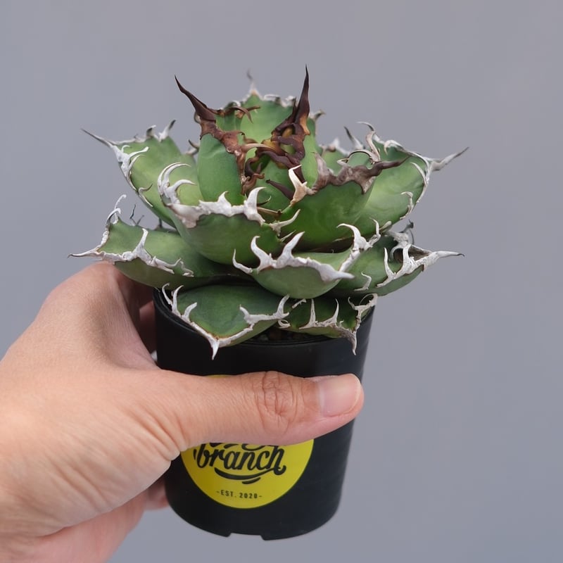 アガベ チタノタ シーザー Agave titanota caesar 194 | Sunny