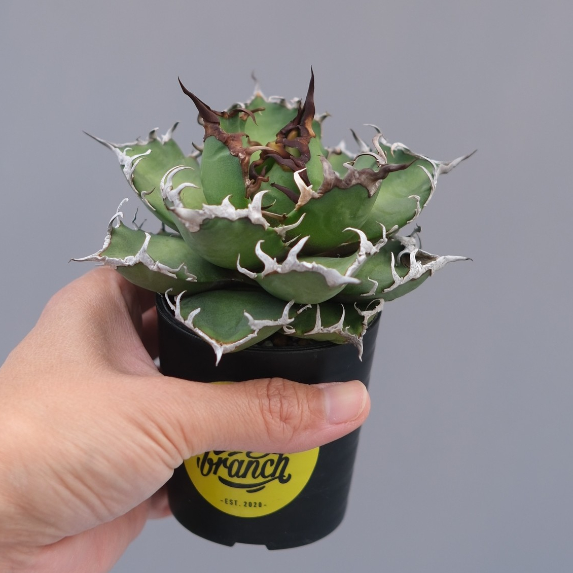 アガベ チタノタ シーザー Agave titanota caesar 194 | Sunny