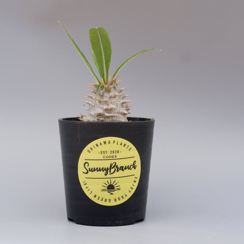 パキポディウム ロスラーツム 実生株 010 Pachypodium rosulatum v