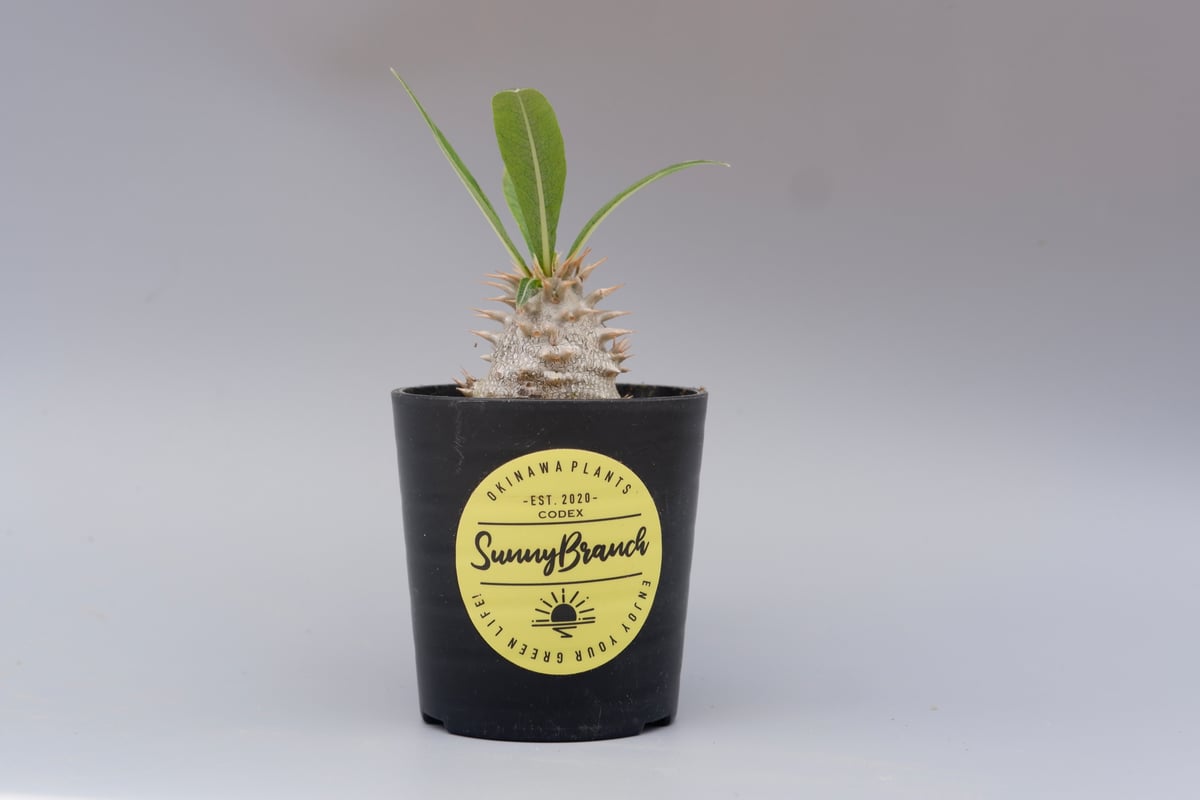 パキポディウム ロスラーツム 実生株 010 Pachypodium rosulatum v