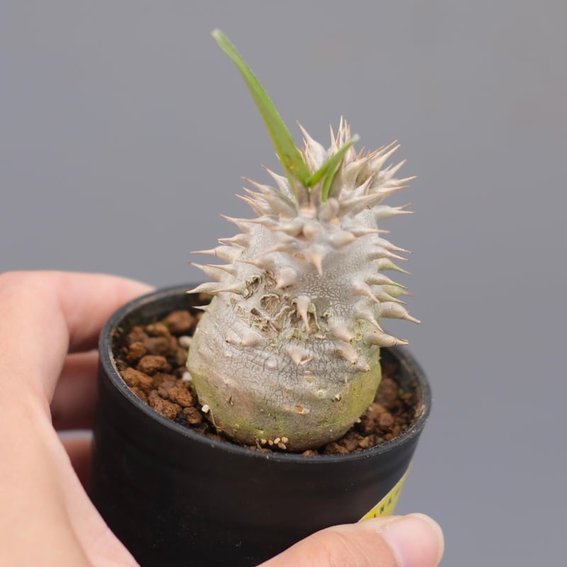 パキポディウム ブレビカリックス 実生株 Pachypodium