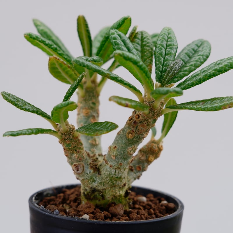 ドルステニア ギガス010 Dorstenia gigas | Sunny Branch