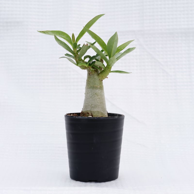 アデニウム ブラックソマレンセ 実生株 Adenium somalense var. blac