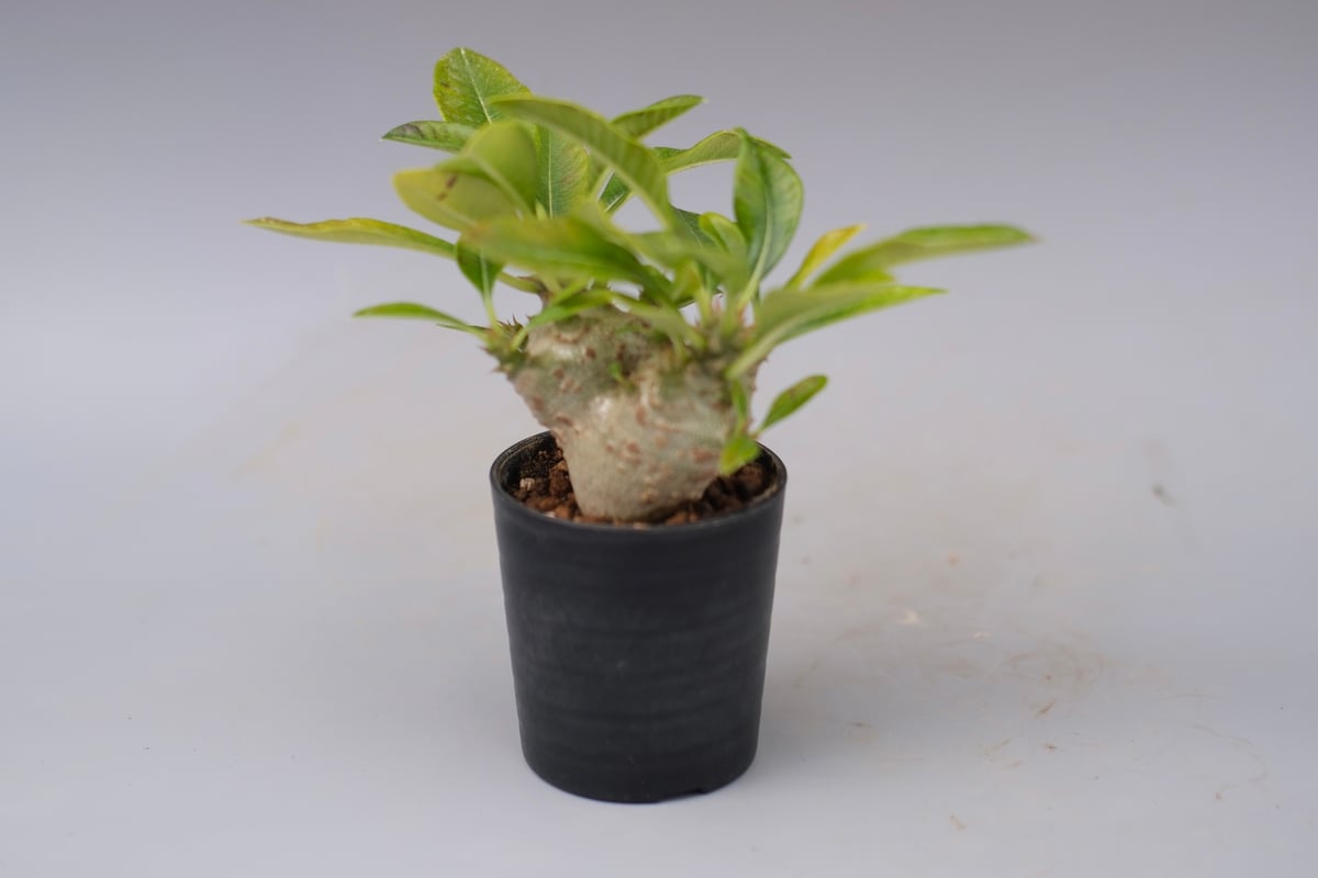 パキポディウム ウィンゾリー 実生株 113 Pachypodium windsorii |