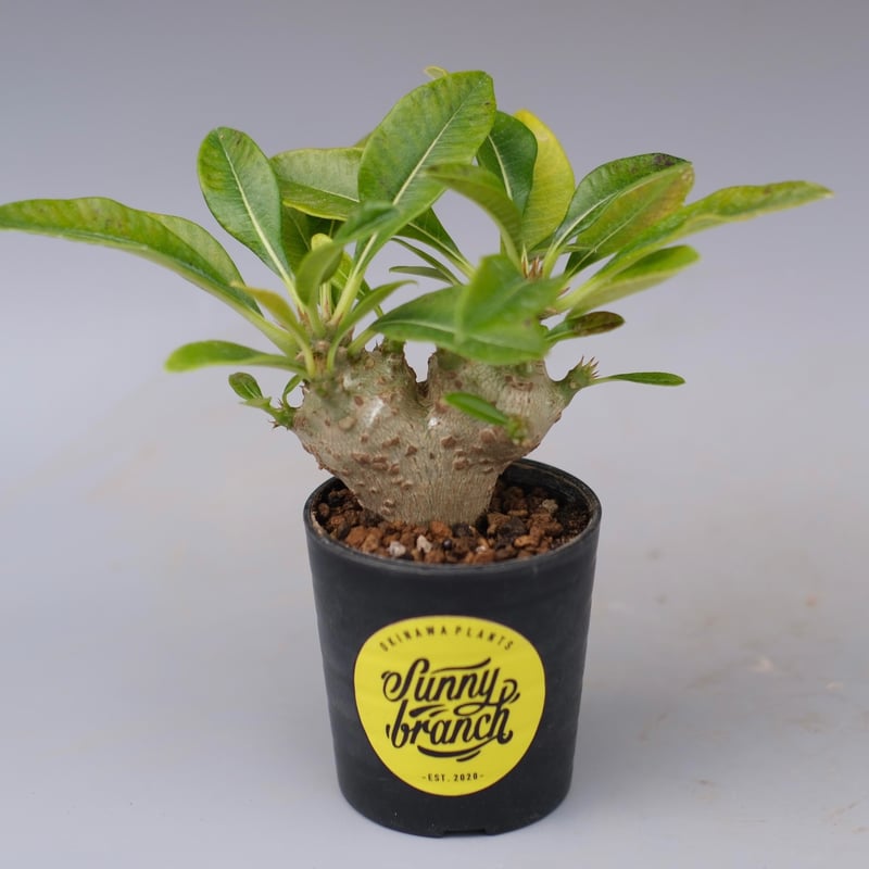 パキポディウム ウィンゾリー 実生株 113 Pachypodium windsorii |