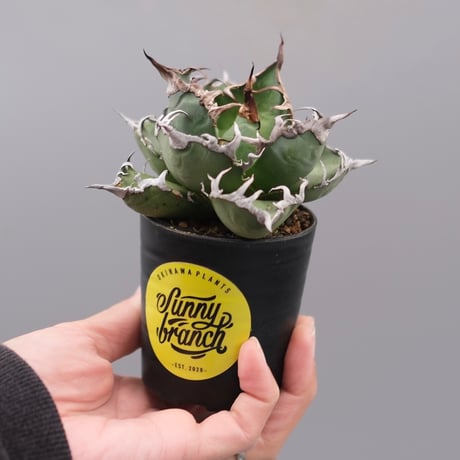 アガベシーザー | STORES