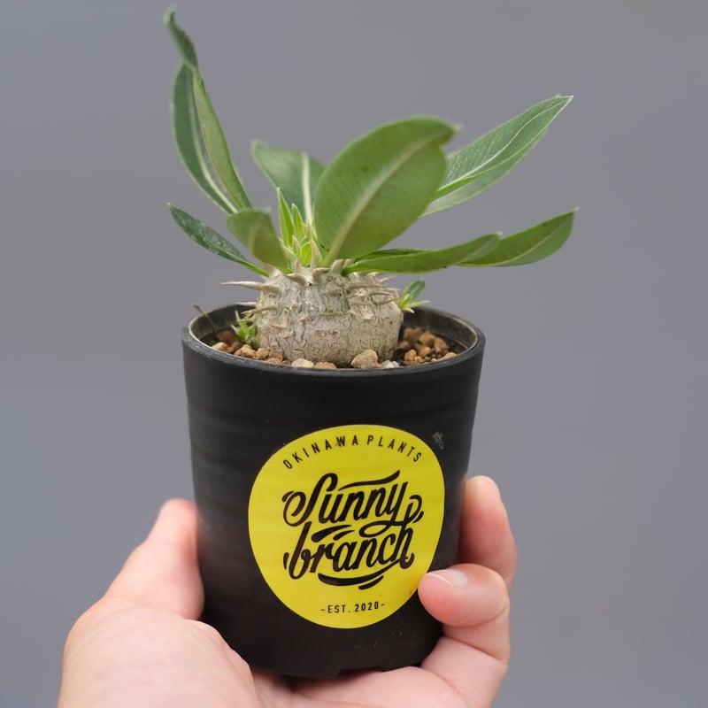 パキポディウム エニグマチカム 実生株 Pachypodium enigmaticum 010