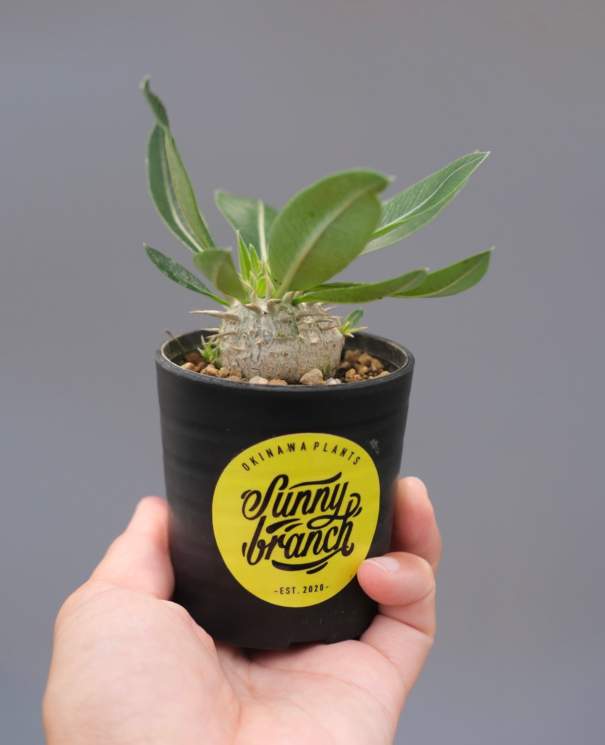 パキポディウム エニグマチカム 実生株 Pachypodium enigmaticum 010