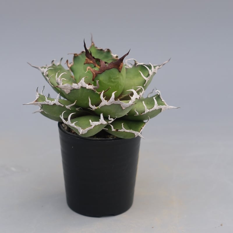 agave titanota Caesar アガベ　チタノタ　シーザー　親株 アガベ チタノタ シーザー Agave titanota caesar 194 | Sunny