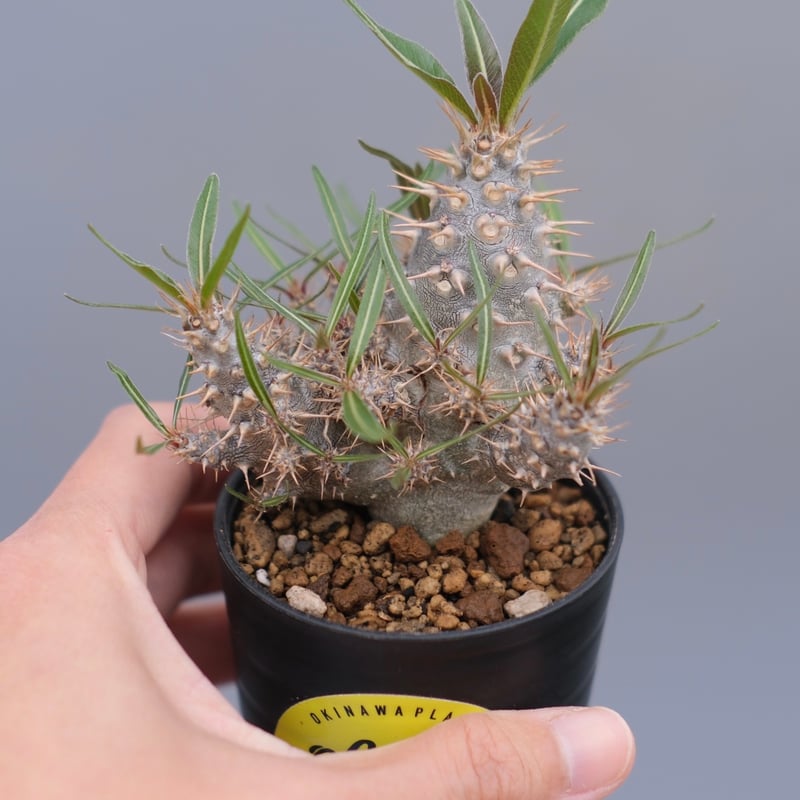 パキポディウム カクチペス 実生株 023 Pachypodium cactipes | Su