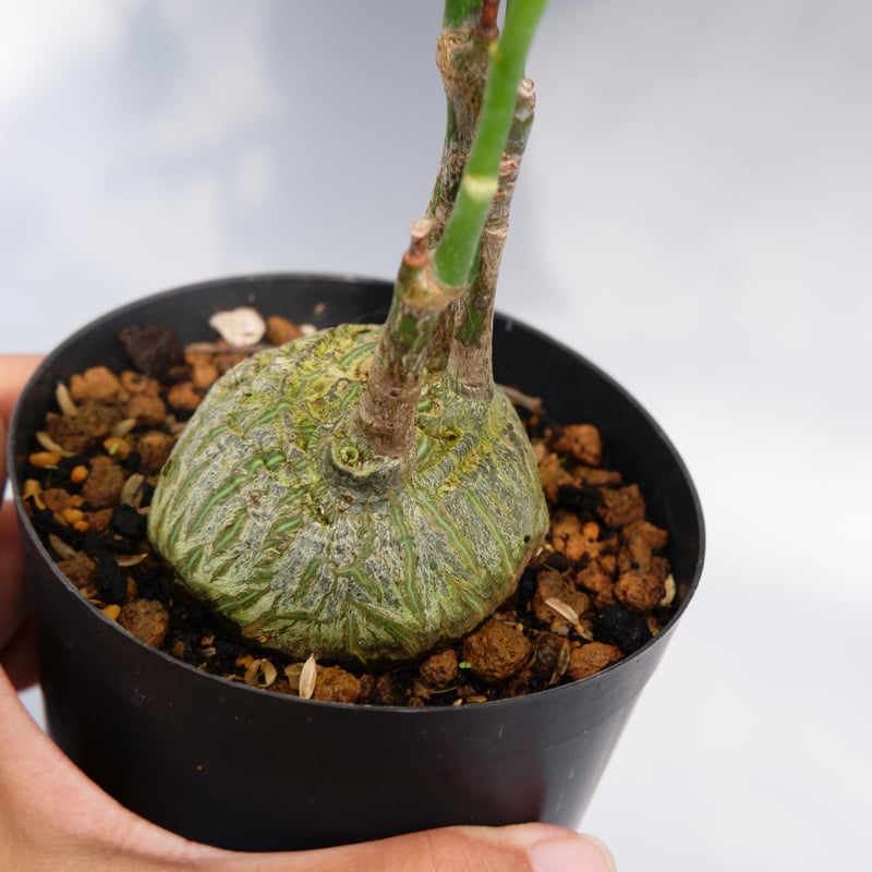 まんまる型 プセウド ボンバックス 024 Pseudobombax ellipticum |