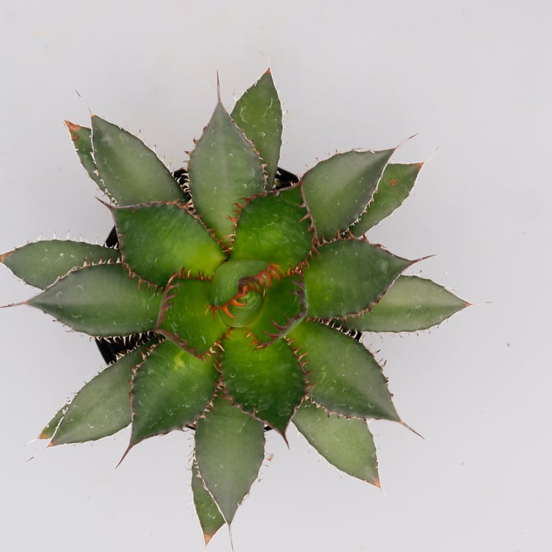 アガベ ホリダ 038 Agave horrida 強棘 | Sunny Branch