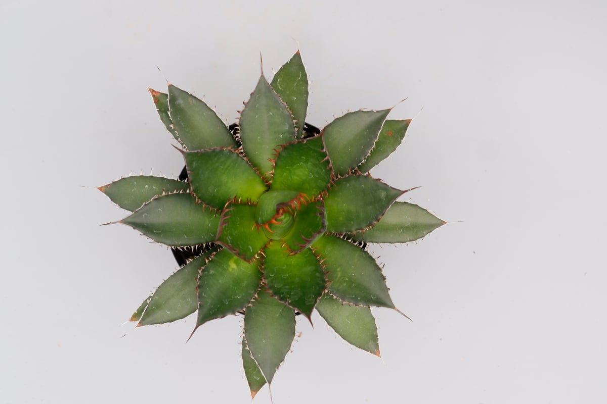 アガベ ホリダ 038 Agave horrida 強棘 | Sunny Branch