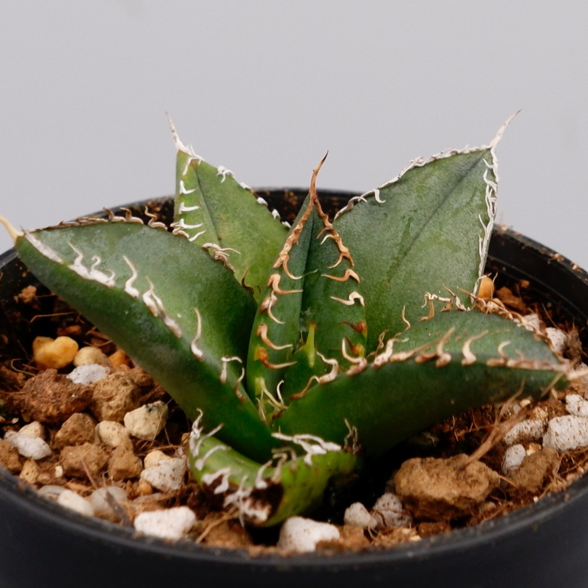 アガベ オテロイ 実生株 Agave oteroi seeding 068 | Sunny