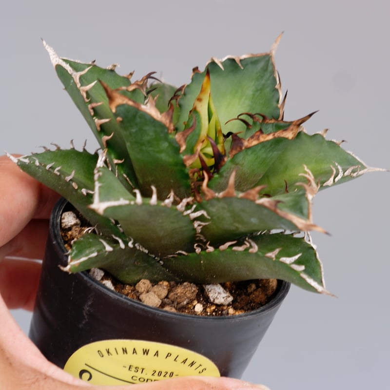 アガベ チタノタ レッドキャットウィーズル Agave titanota Red Catwee