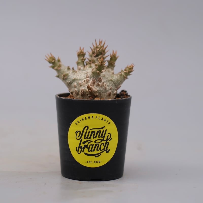 パキポディウム ウィンゾリー 実生株 128 Pachypodium windsorii |