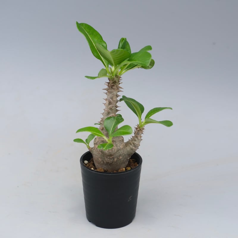 コ*コ様 Pachypodium Windsorii パキポディウム ウィンゾリ パキポディウム ウィンゾリー 実生株 055 Pachypodium windsorii