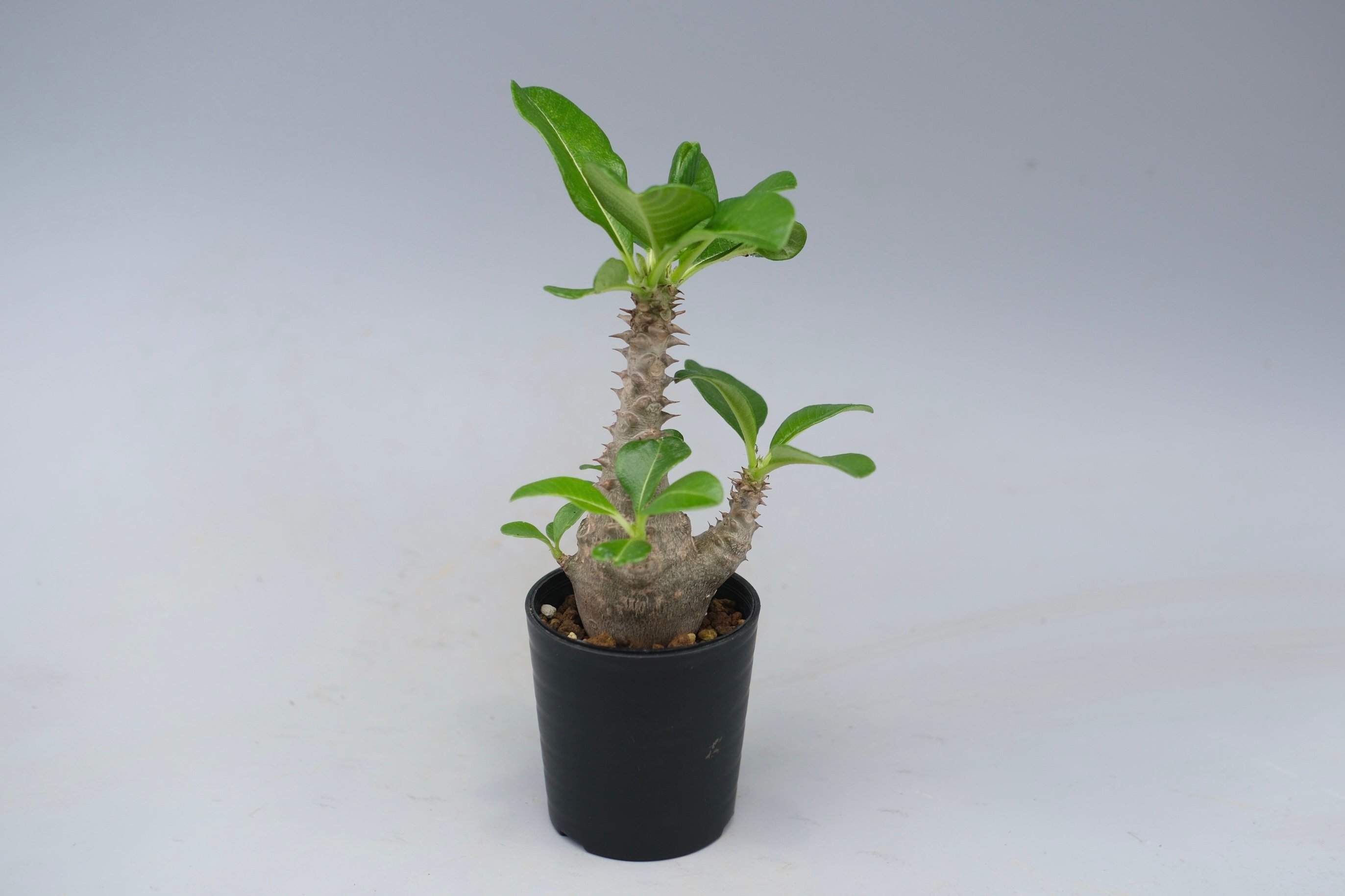 ボ*)様 パキポディウムウィンゾリー 実生 5年 パキポディウム ウィンゾリー 実生株 055 Pachypodium windsorii |